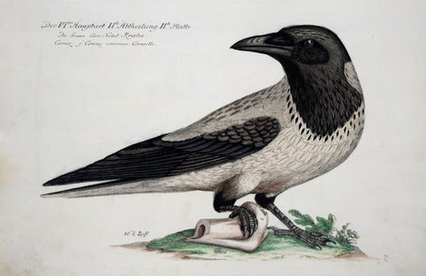 Johann Leonhard Frisch (1666-1743), T 65