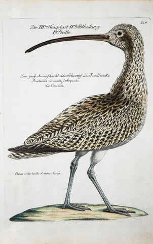 Johann Leonhard Frisch (1666-1743), T 224