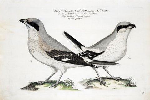 Johann Leonhard Frisch (1666-1743), T 59
