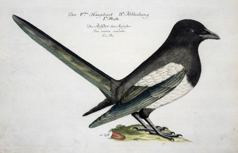 Johann Leonhard Frisch (1666-1743), T 58