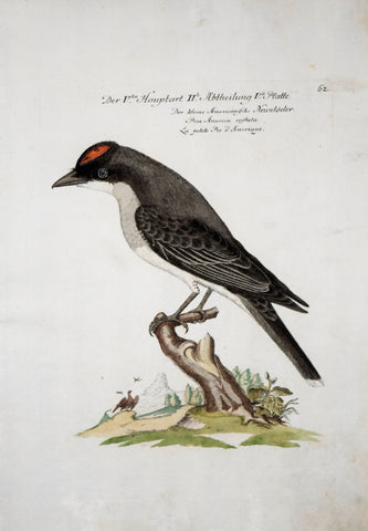 Johann Leonhard Frisch (1666-1743), T 62