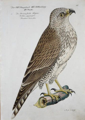 Johann Leonhard Frisch (1666-1743), T 76