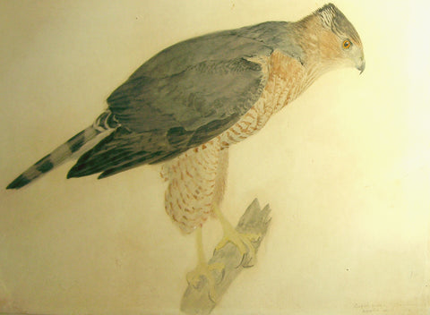 Louis Agassiz Fuertes (American, 1874 - 1927), Coopers Hawk Adult Female