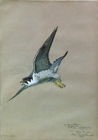 Louis Agassiz Fuertes (American, 1874 - 1927), Falcon in Flight