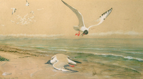 Louis Agassiz Fuertes (American, 1874 - 1927), Seagulls on the Beach