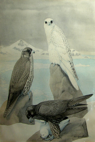 Louis Agassiz Fuertes (American, 1874 - 1927), Three Gyrfalcons