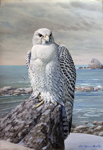 Louis Agassiz Fuertes (American, 1874 - 1927), White Gyrfalcon