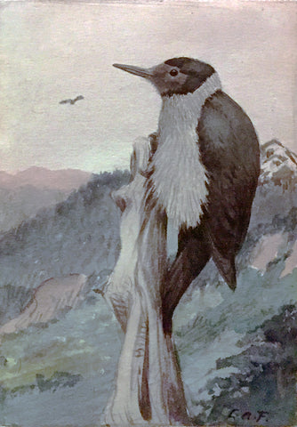Louis Agassiz Fuertes (American, 1874 - 1927), Juvenile Lewis’s Woodpecker