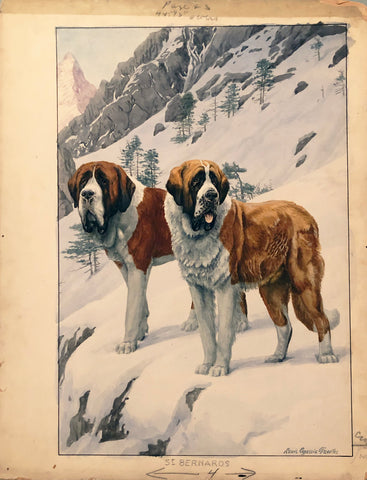 LOUIS AGASSIZ FUERTES (AMERICAN, 1874-1927), St. Bernards