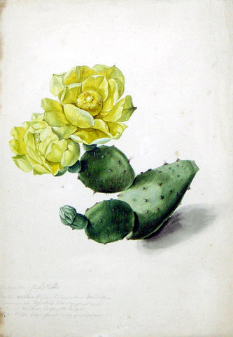 German School, 18th-century, Cactus Cochenillifera in Bloom