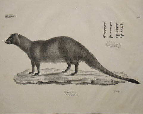 Georg August Goldfuss (1782-1848) 2. Herpestes, jllig, Herpestes Pharaonis., Plate 196