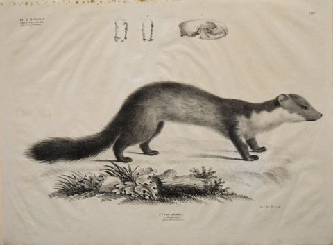 Georg August Goldfuss (1782-1848)  1. C. Gatt. Mustela, L., Pl. 190 [Ferret/Weasel]