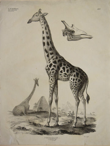 Georg August Goldfuss (1782-1848)  2. Gatt. Camelopardalis, l., Plate 206, [Giraffe]
