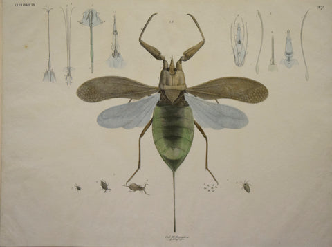Georg August Goldfuss (1782-1848) Ord. II. Hemiptera, Pl. 207