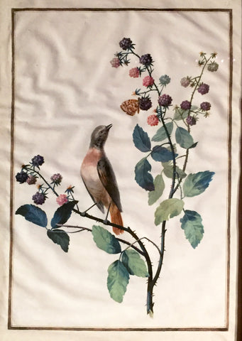 Jean Gonichon (French, FL. 1775-1795), [Bird on Raspberry Branch]