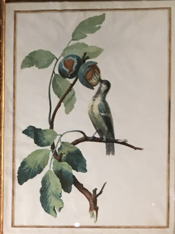 Jean Gonichon (French, FL. 1775-1795), Bird on a Branch with Walnut