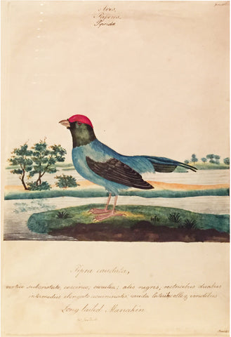 William Goodall (1757-1844), Long-tailed Manakin