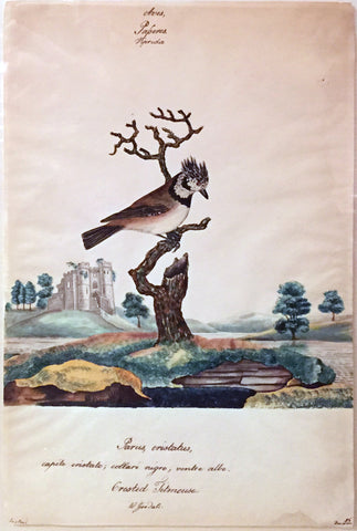 William Goodall (1757-1844), Crested Titmouse
