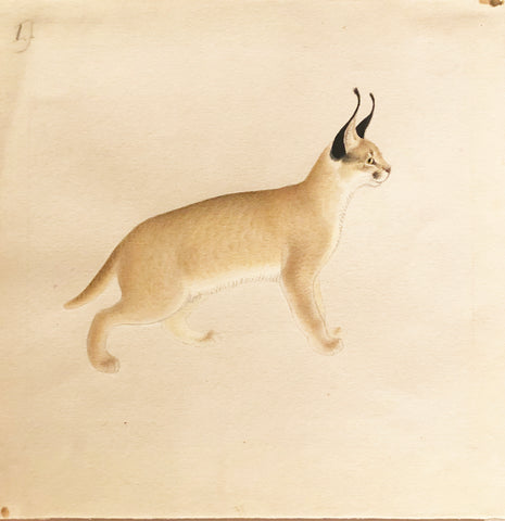 Gottfried Mind (Swiss, 1768-1814) Lynx
