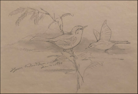 John Gould (British, 1804-1881), [Bird Study]