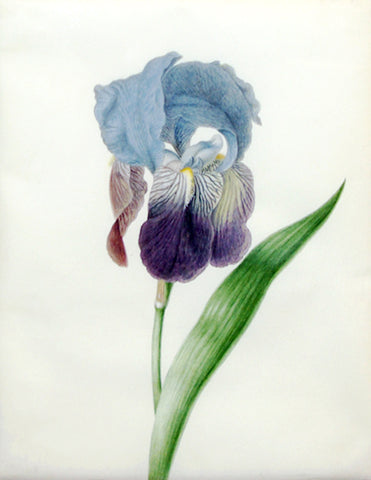 Johanna Helena Herolt (German, 1668-1723), Iris germanica L. hybrid
