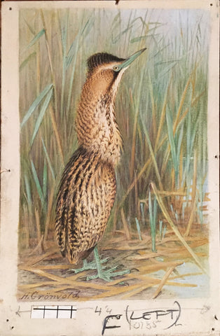 Henrik Grönvold (Danish, 1858 –1940), Botaurus Stellaris (Bittern)