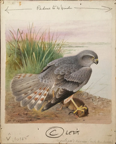 Henrik Grönvold (Danish, 1858 –1940), Circus Cineraceus (Montagu’s Harrier)