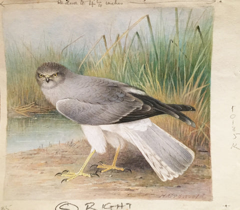 Henrik Grönvold (Danish, 1858 –1940), Circus Cyaneus (Hen Harrier)