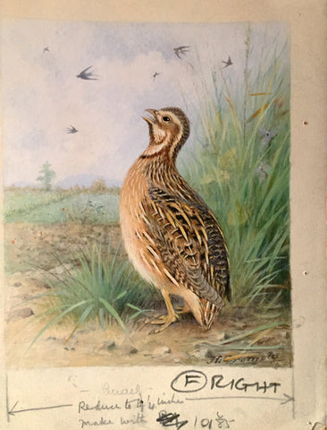 Henrik Grönvold (Danish, 1858 –1940), Coturnix Communis (Common Quail)