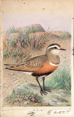 Henrik Grönvold (Danish, 1858 –1940), Endromias Morinellus (Dotterel)