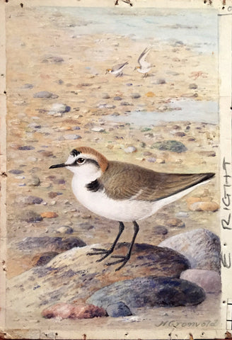 Henrik Grönvold (Danish, 1858 –1940), Gialitis Cantiana (Kentish Plover)