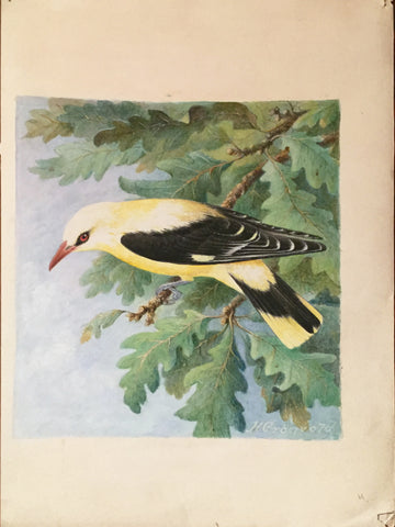 Henrik Grönvold (Danish, 1858 –1940), Oriolus Galbula (Golden Oriole)