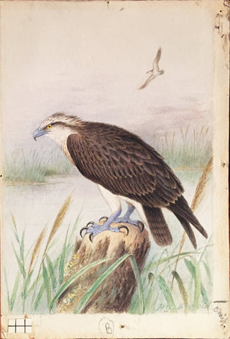 Henrik Grönvold (Danish, 1858 –1940), Pandion Haliatus (Osprey)