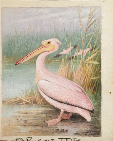 Henrik Grönvold (Danish, 1858 –1940), Pelicanus Onocrotalus (Great White or Roseate Pelican)