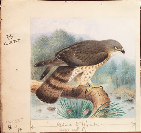 Henrik Grönvold (Danish, 1858 –1940), Pernis Apivorus (Honey Buzzard)