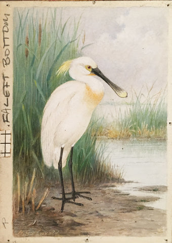 Henrik Grönvold (Danish, 1858 –1940), Platalea Leucorodia (White Spoonbill)