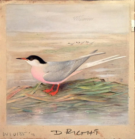 Henrik Grönvold (Danish, 1858 –1940), Sterna Dougalli (Roseate Tern)