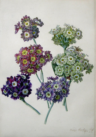 Franz Xaver Gruber (Austrian, 1801-1862), Auriculas