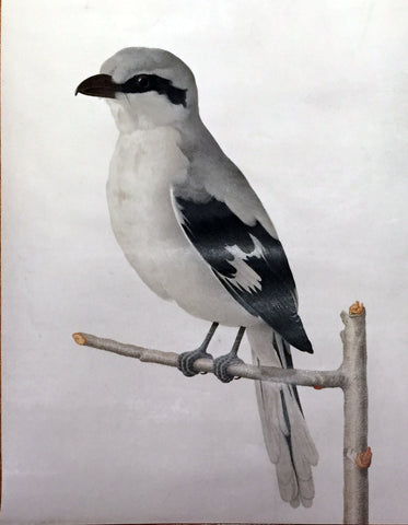 Karl Wilhelm de Hamilton (Austrian, 1668-1754), A Shrike Perching on a Branch