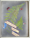 Ellen Harding (British 1809-1893), Fern Album Containing, A Few of the Rarest, Commonest, and Prettiest, of the British and Foreign Ferns