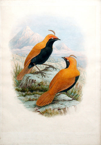 William Matthew Hart (British, 1830-1908), Sickle Crested Birds of Paradise