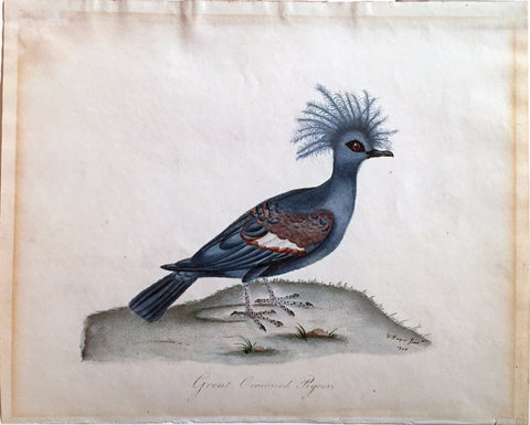 William Hayes Jr. (British, 19th century), Great Crowned Pigeon