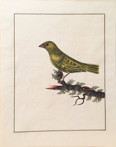 Charles Hayes (British, 1772-1826), Greenfinch