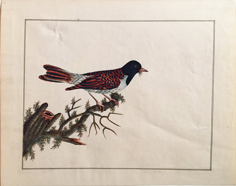 Charles Hayes (British, 1772-1826), Reed Sparrow