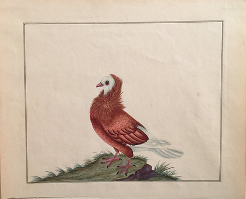Charles Hayes (British, 1772-1826), Ruffed Pigeon