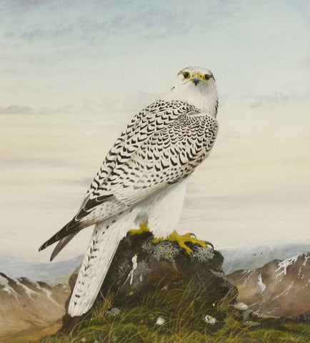 Peter Hayman (British, B. 1930), Gyrfalcon