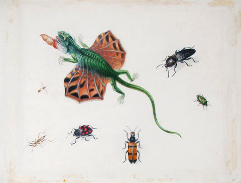 Herman Henstenburgh (Dutch, 1667-1726) A Flying Lizard, Surrounded by Beetles and Other Insects