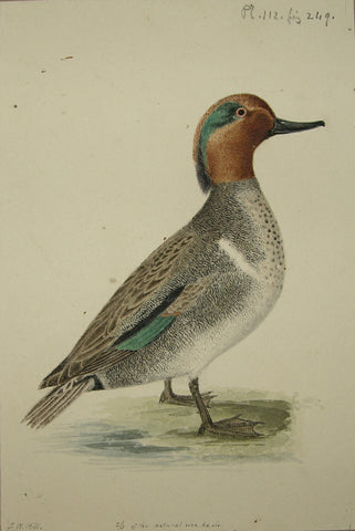 John William Hill (American, 1812-1879), “The Green-winged Teal”