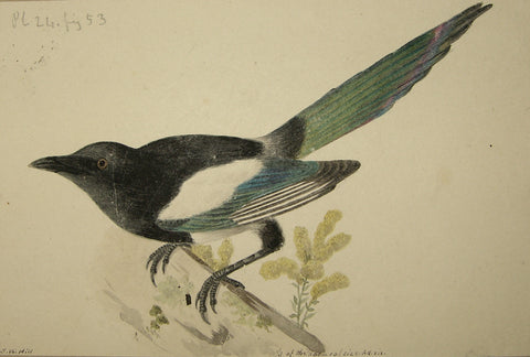 John William Hill (American, 1812-1879), “The Magpie”