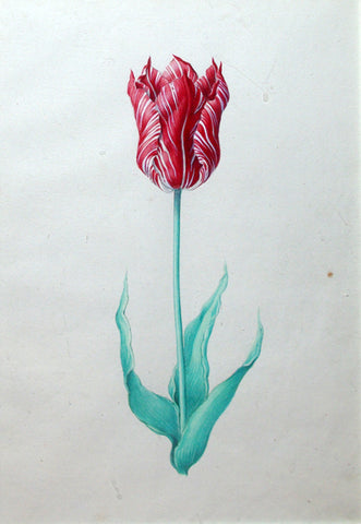 Pieter Holsteyn The Younger (Dutch, 1614-1687), Tulip Study 10
